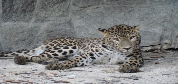 Zoo w Chorzowie